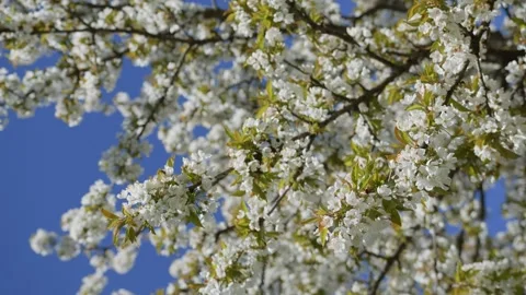 Vertical video. Branches of cherry trees with white flowers and bees flying Video stock 240633422