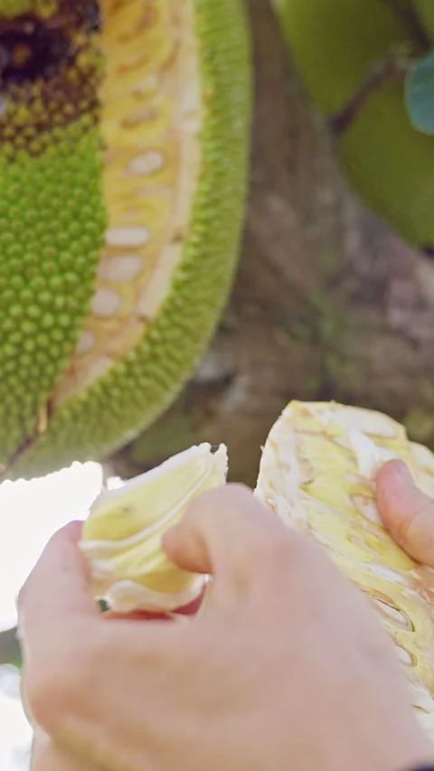 Vertical video. Breaking Piece of Jackfruit from Tree with Hands, Close View of Stock Footage 334313845