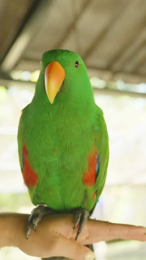 Vertical video. Bright Green Eclectus Parrot Standing on Hand with Open Wings 스톡 동영상 314005603