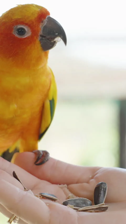 Vertical video. Bright Orange and Yellow Parrot Standing on Hand Eating Seeds 스톡 동영상 314020109