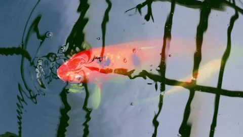 Vertical video, Bright orange Koi Fish (Cyprinus rubrofuscus or Nishikigoi) Stock Footage 248088945