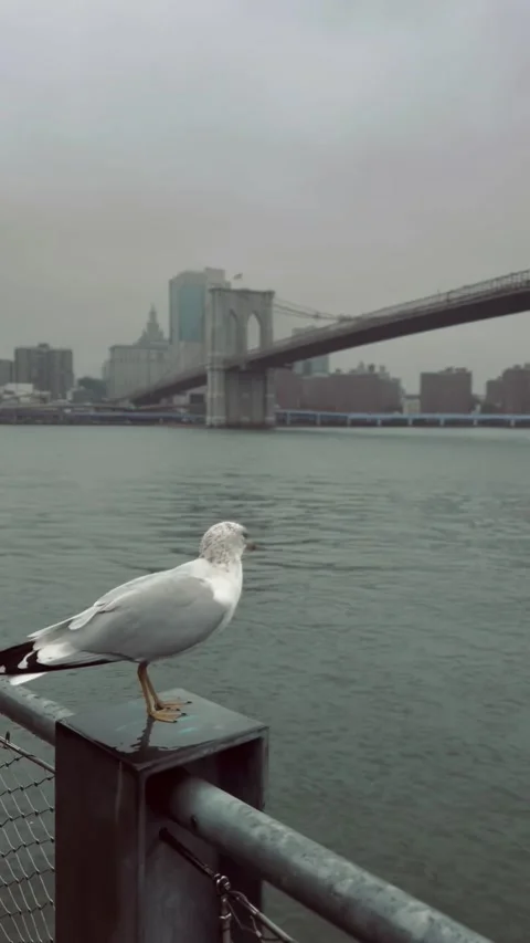 Vertical video of the Brooklyn Bridge in New York Stock Footage 301270160