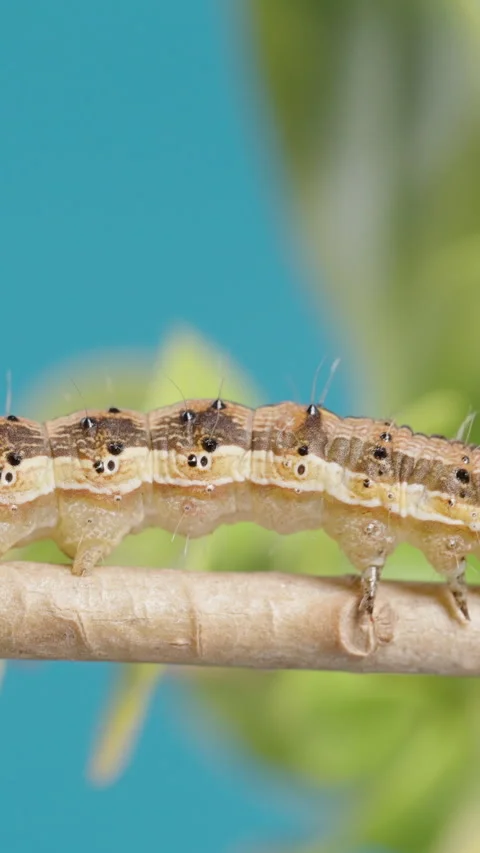 Vertical video. A Brown Caterpillar Crawls On A Tree Branch, Moving Its Sucker Stock-Footage 276161222