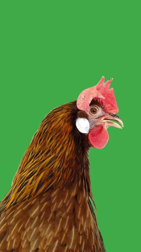 Vertical video of brown hen clucking with natural sound on green screen. Video stock 338226766