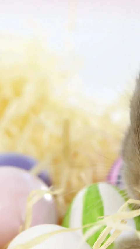 Vertical video: Brown rabbit entering from right, sniffing and nudging straw to Stock Footage 329756435