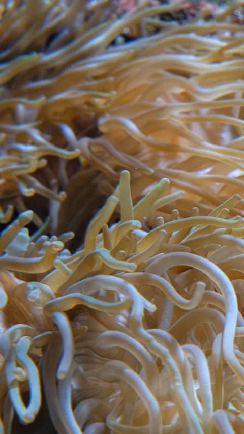 Vertical video of bubble-tip anemone swaying in the water flow Stock Footage 341379253