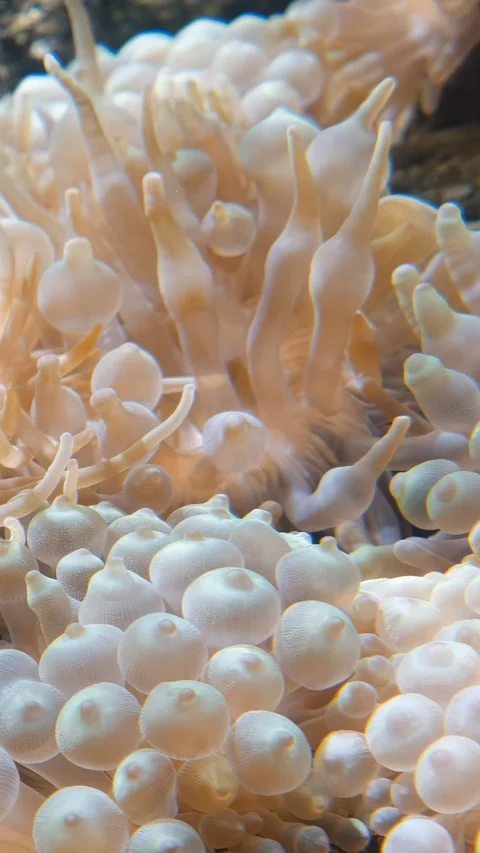 Vertical video of bubble-tip anemone  swaying in the water flow Stock Footage 341379349