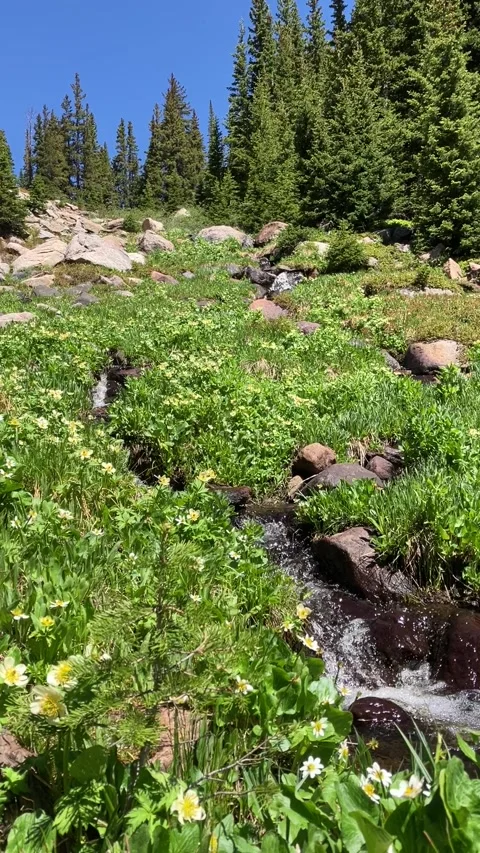 Vertical video of bubbling mountain spring Stock Footage 283311314