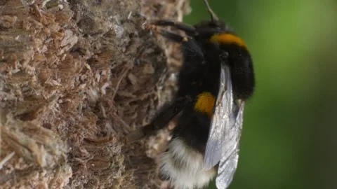 Vertical video. A bumblebee runs along the edge of a wooden, rotten tree stump. Video stock 211807557