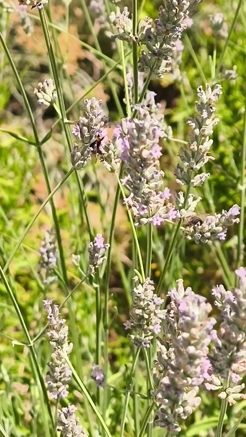 Vertical video of bumblebees pollinating lavender flowers. Vidéo 339953436