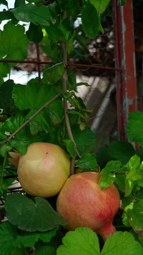 Vertical video, bunch of pomegranates fruit, ripe fruit Stock Footage 280632387