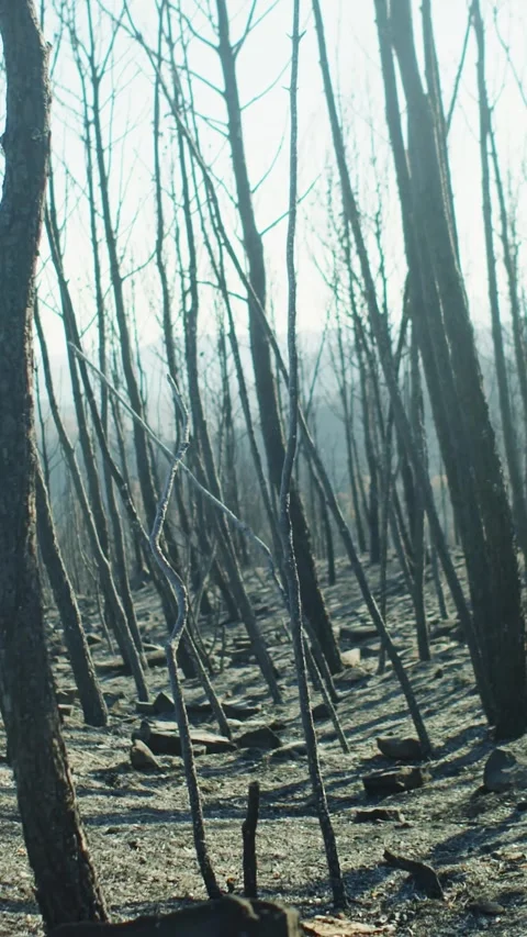 Vertical video. Burnt forest after a forest fire in Spain Stock Footage 247760340