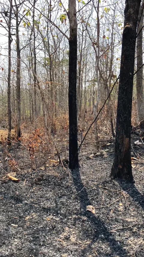 Vertical Video Of A Burnt Forest Aftermath With Scorched Earth And Black Ash 스톡 동영상 346542838