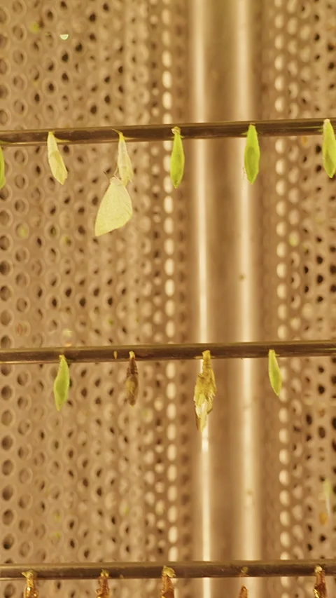 Vertical video. Butterfly Chrysalises Hanging in Glass Enclosure During Metamorp Stock Footage 336674577