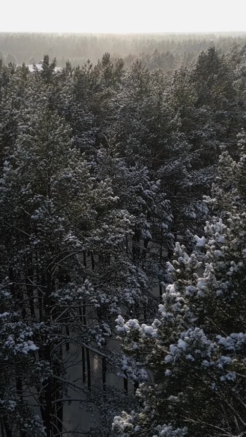 Vertical video. Calm and endless forest lies under blanket of snow Video stock 327403782