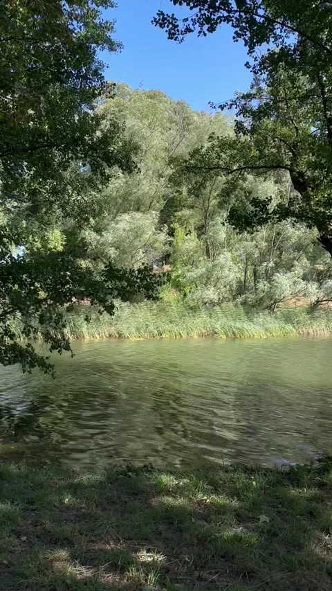 Vertical video of calm river and green forest trees in Sweden nature Stock Footage 316809218