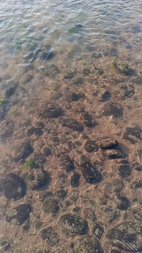 Vertical video calm water waves caustics and sun reflection on rocky river b Stock Footage 342954371