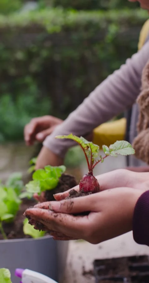 Vertical video: Cam pulling back showing hands holding radish as pal is planting Stock Footage 339236885