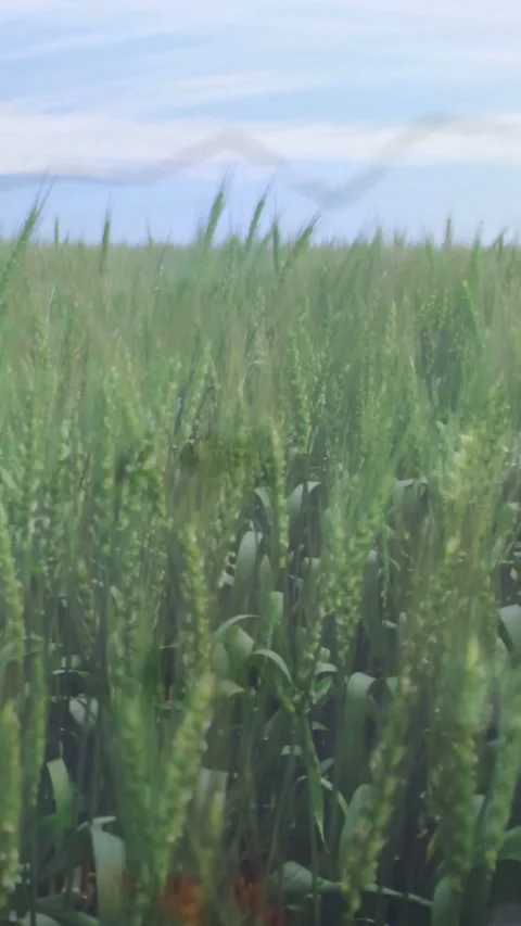Vertical video: Camera advancing through cereal field, revealing seed heads for Stock Footage 331790657