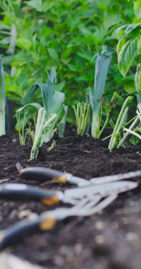 Vertical video: Camera is moving forward to bring trowel and forks into focus in Stock Footage 345322986
