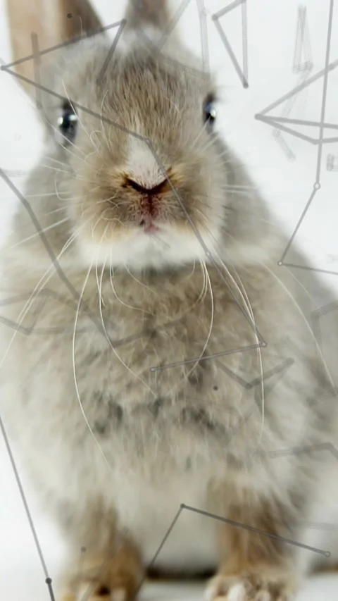 Vertical video: Camera panning, causing gray rabbit turning toward lens, showing Stock Footage 329703512