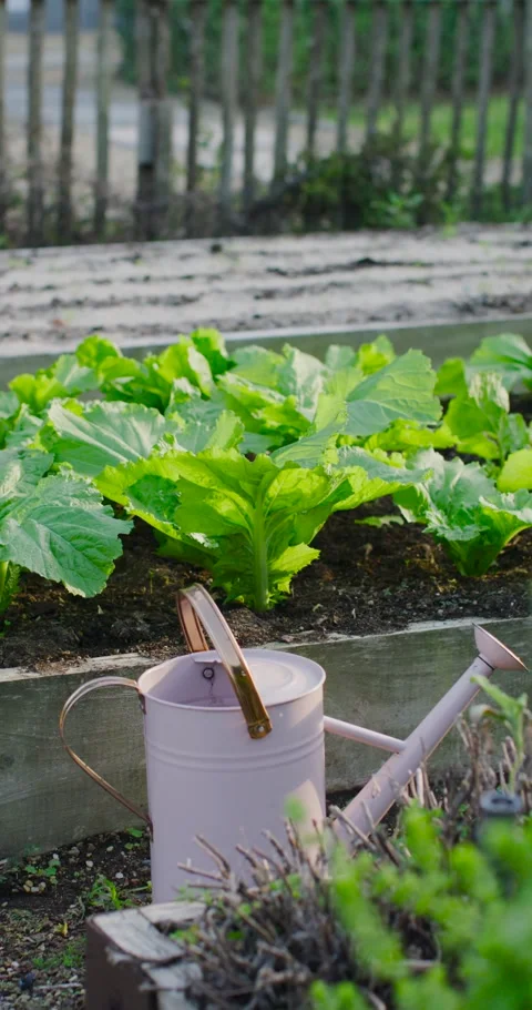 Vertical video: Camera panning up right, showing raised planter with lettuce and Stock Footage 345322988