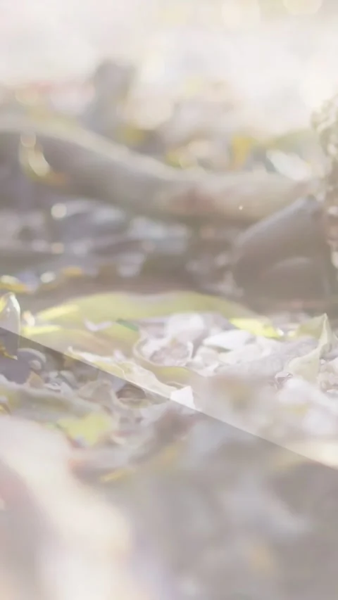 Vertical video: Camera pulling focus, seaweed patch sharpening while glints Stock Footage 333840239