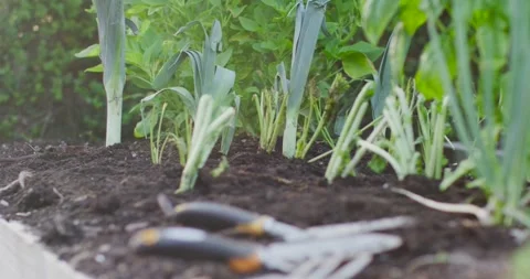 Vertical video: Camera pulling focus revealing trowel and fork with black Stock Footage 344341871