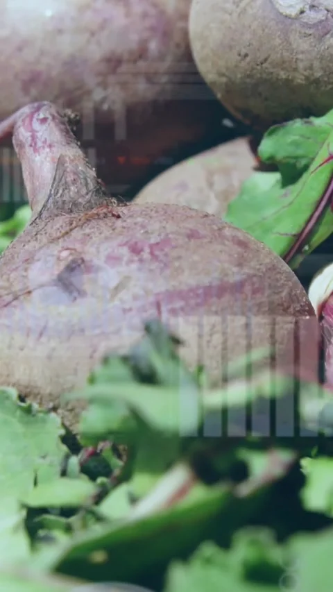 Vertical video: Camera shifting down, beet focusing for market, overlay creating Stock Footage 334547240