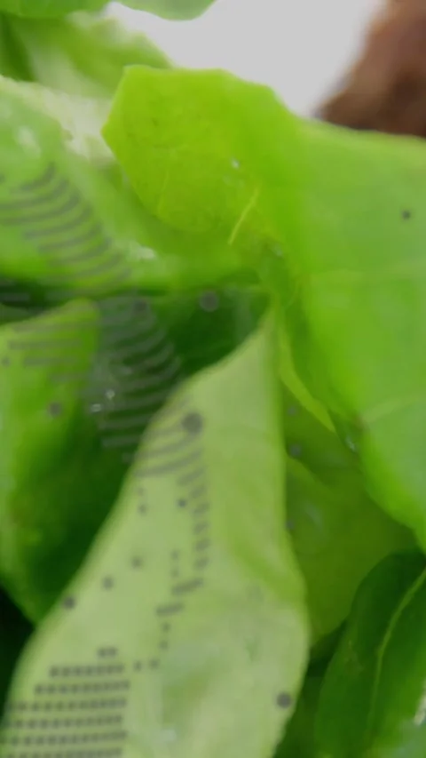 Vertical video: Camera shifting left revealing botany for study showing green Stock Footage 331177910