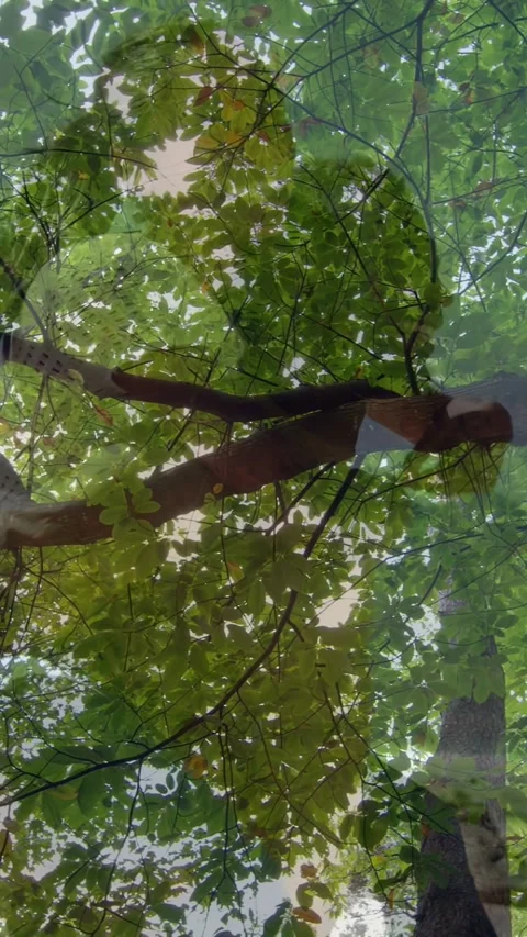 Vertical video: Camera tilt showing tree canopy, glass ghosting of two adults Stock Footage 337540644