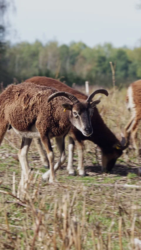 Vertical video of Cameroon sheep flock walking on dry grass, group of West .. Stock Footage 345981426