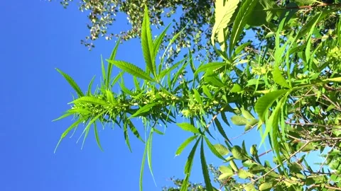 Vertical video Cánnabis A close up of a tree Stock Footage 142217399