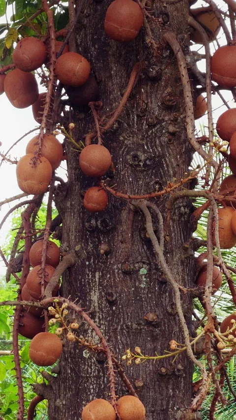 Vertical video. Cannonball Tree Covered with Numerous Cannonball Fruits Clinging Video stock 323676415
