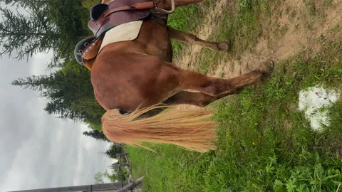 Vertical video Captivating Natural Scenes Featuring a Brown Horse, Brown and Stock Footage 314461799