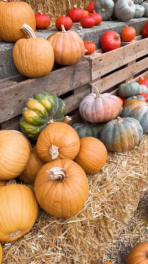 This vertical video captures a beautiful collection of pumpkins in different Stock Footage 287859550