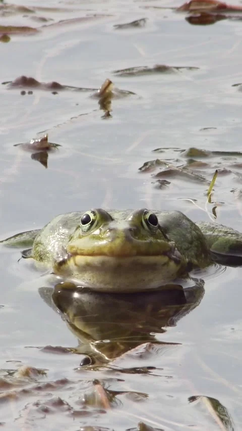 Vertical video capturing the rhythmic inflation of resonators as a male frog Stock-Footage 334340722