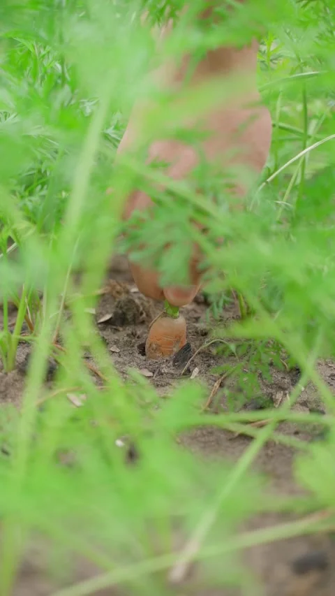 Vertical video of carrots being pulled from the garden bed, slow motion Stock Footage 314766650