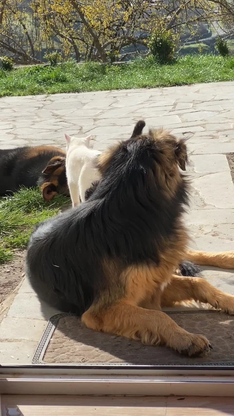 Vertical video. Cat and two large dogs live together and play without conflict.  Stock Footage 332876953