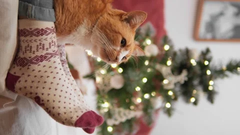 Vertical video. The cat knows how to support its owner on a winter evening Stock Footage 257789200