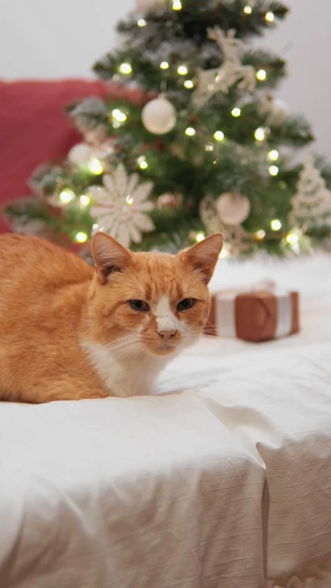 Vertical video. The cat lies down creating an atmosphere of relaxed warmth and Stock Footage 284713266