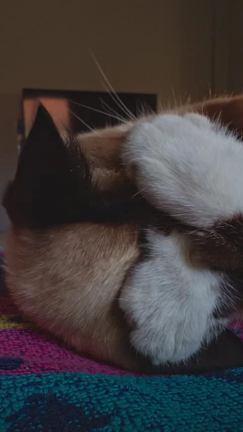 Vertical video. Cat Lying On Colorful Blanket Covering Face With Paws From Sunli Stock Footage 331917935