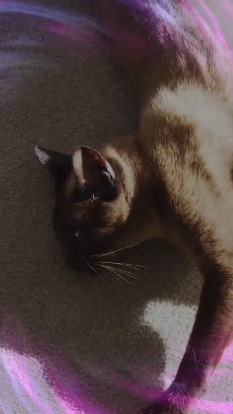 Vertical video: Cat lying on sunlit patch, magenta swirl appearing sweeping Stock Footage 330769603