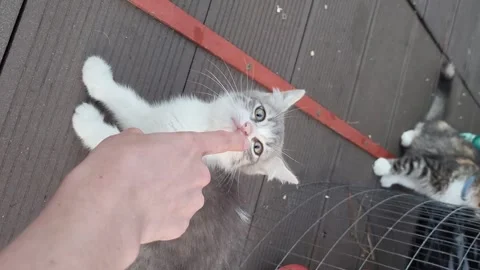 Vertical video of a cat playing with human hand and being afraid of it Stock Footage 258851738