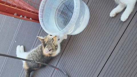 Vertical video of cat plays with water on the roof outside in summer warm day Stock Footage 258851576