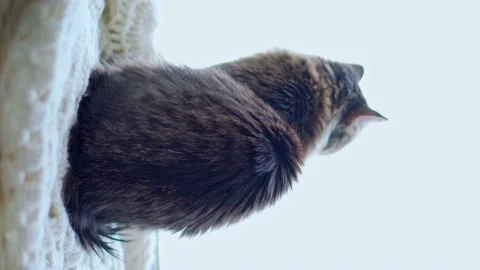 Vertical video. The cat sits and looks out the window, sometimes turning around Vídeo Stock 168369860