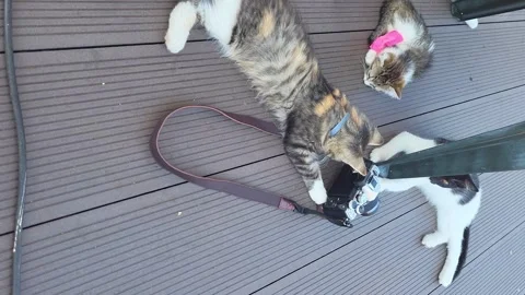 Vertical video of cats playing with camera outside in summer on the roof Stock Footage 258851713