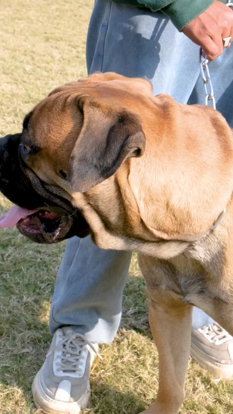 Vertical video of a chained American pet bull dog is barking  in anger. Stock Footage 343784044