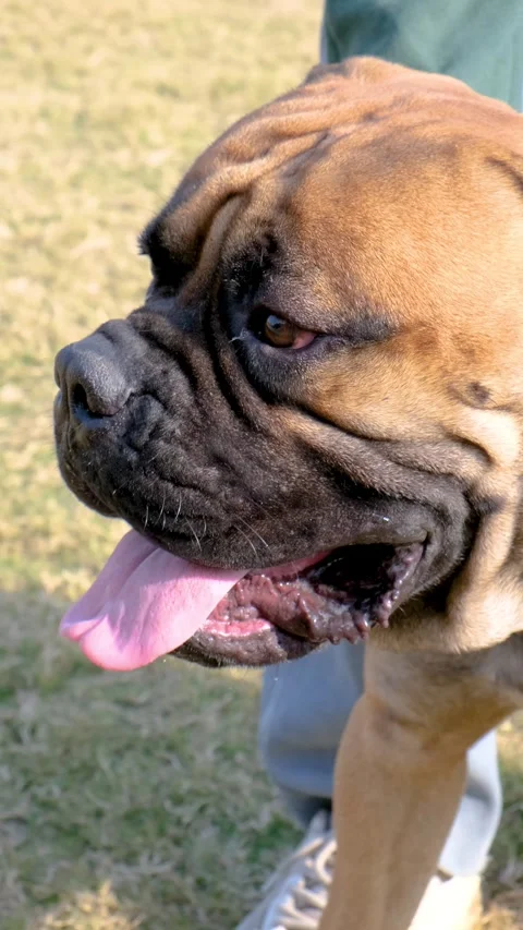 Vertical video of a chained American pet bull dog is barking all the time Stock Footage 343784310