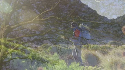 Vertical video: Checking map, hiker pausing on hill as sun flaring near tree, in Stock Footage 332380790